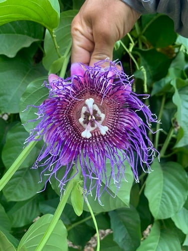 Passiflora quadrangularis
