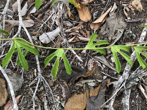 Passiflora quadriglandulosa (Anto wa yu) — photo