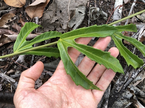 Passiflora quadriglandulosa (Anto wa yu) — photo
