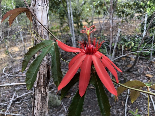 Passiflora quadriglandulosa