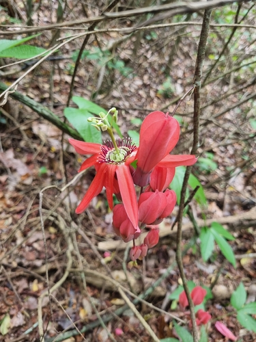 Passiflora racemosa (Maracuja) — photo