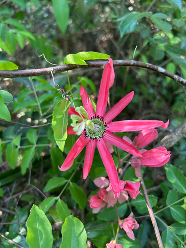 Passiflora racemosa (Maracuja) — photo