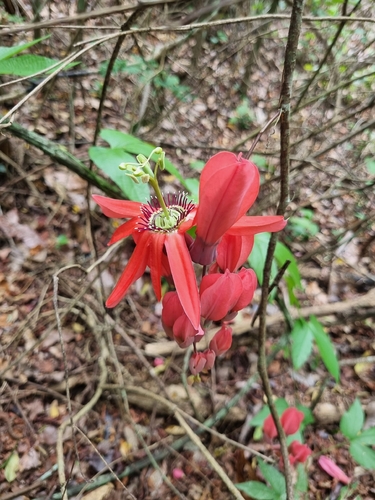Passiflora racemosa