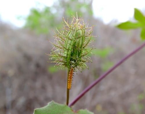 Passiflora riparia (Maracuja) — photo