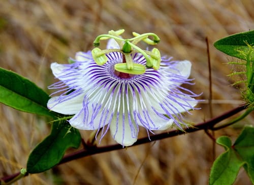 Passiflora riparia (Maracuja) — photo