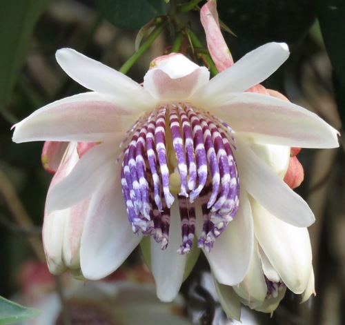Passiflora riparia
