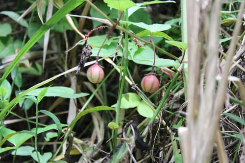 Passiflora rubra (Broad-leaved passion-flower) — photo
