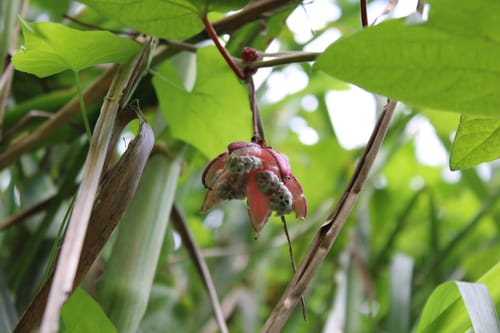 Passiflora rubra (Broad-leaved passion-flower) — photo