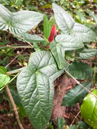 Passiflora sanguinolenta (Blood red passion vine) — photo