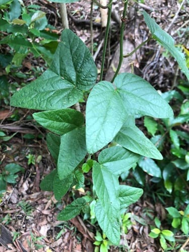 Passiflora sanguinolenta (Blood red passion vine) — photo