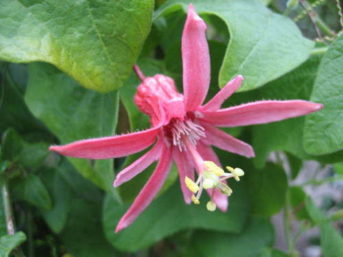 Passiflora sanguinolenta