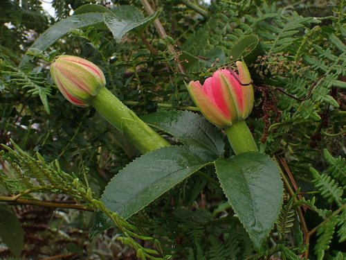 Passiflora schlimiana — photo