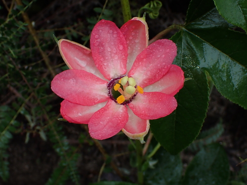 Passiflora schlimiana — photo