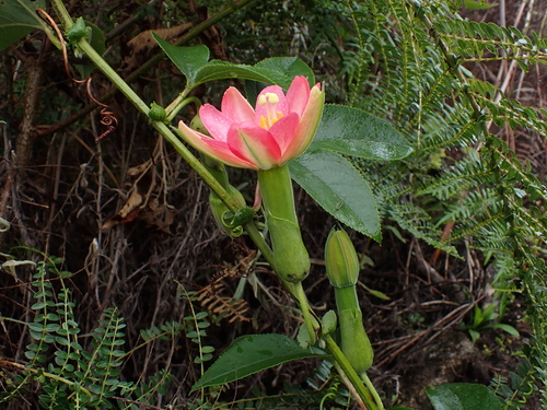 Passiflora schlimiana