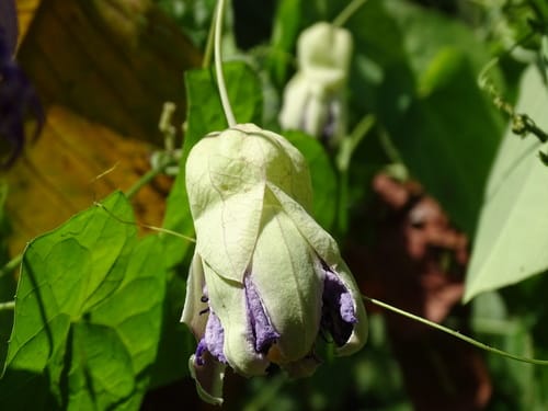 Passiflora seemannii (Guataco) — photo