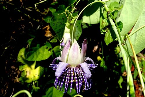 Passiflora seemannii (Guataco) — photo