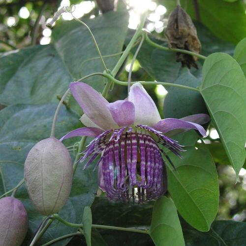Passiflora seemannii