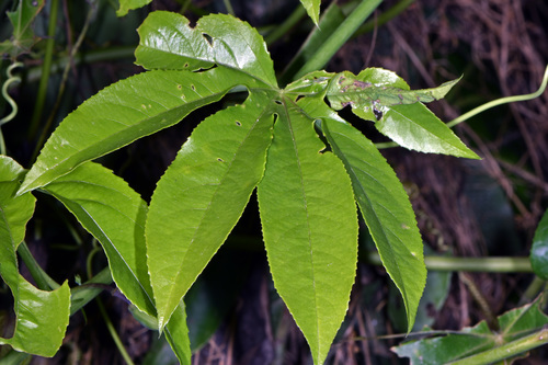 Passiflora serratodigitata — photo