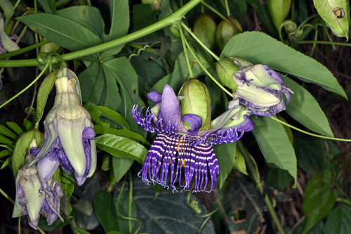 Passiflora serratodigitata — photo