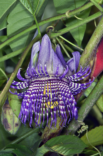 Passiflora serratodigitata