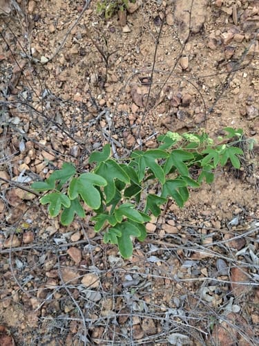 Passiflora setacea (Sururuca) — photo