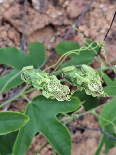 Passiflora setacea (Sururuca) — photo