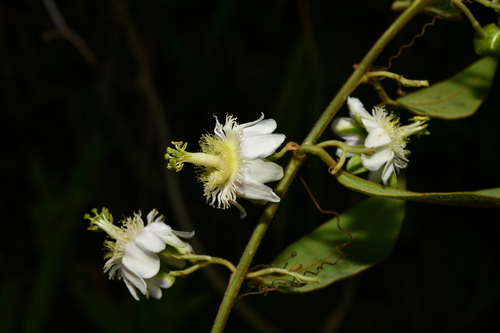 Passiflora siamica — photo