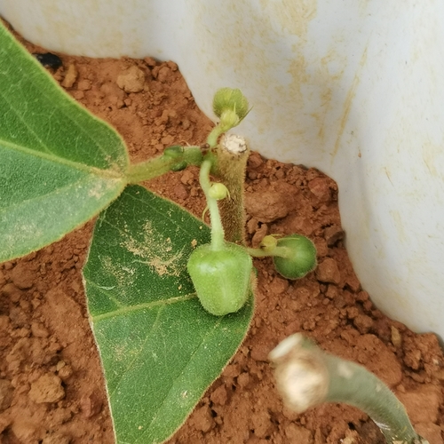 Passiflora siamica — photo