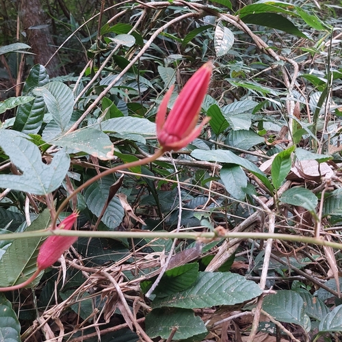 Passiflora speciosa — photo