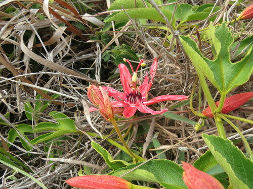 Passiflora speciosa — photo