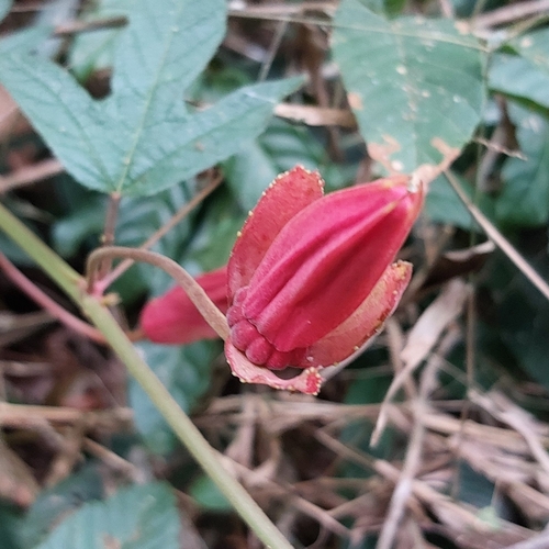 Passiflora speciosa