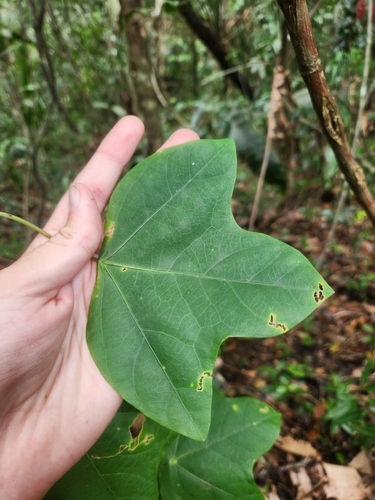 Passiflora stipulata — photo
