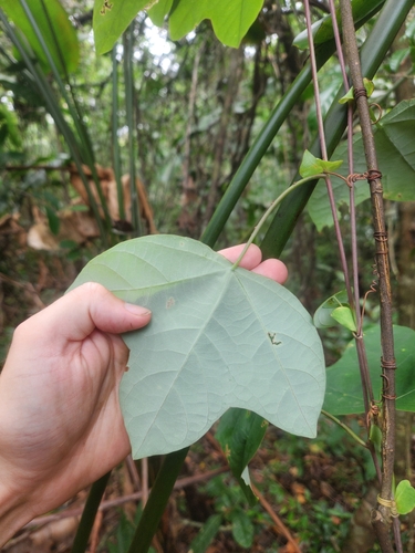 Passiflora stipulata — photo