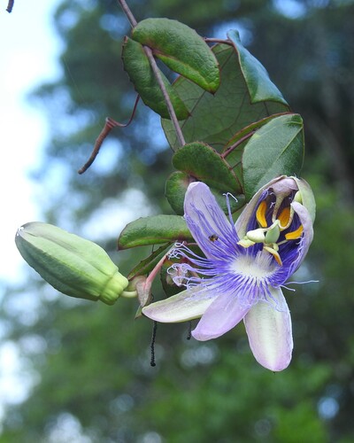 Passiflora stipulata