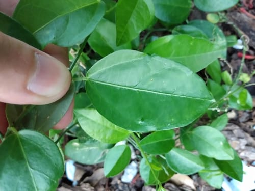 Passiflora suberosa (Corky passionflower) — photo