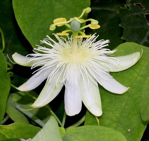 Passiflora subpeltata