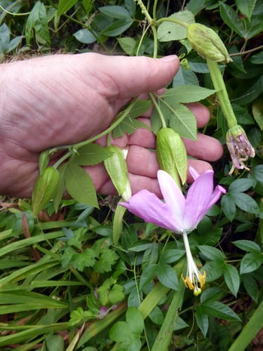 Passiflora tarminiana (Banana passion flower) — photo