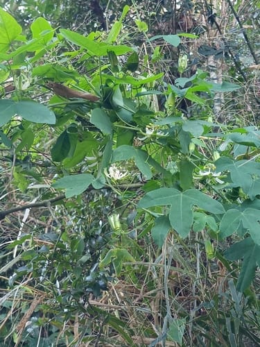 Passiflora tenuifila (Maracuja) — photo