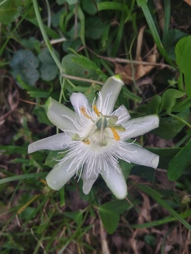 Passiflora tenuifila