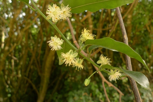 Passiflora tetrandra
