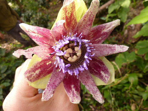 Passiflora triloba — photo