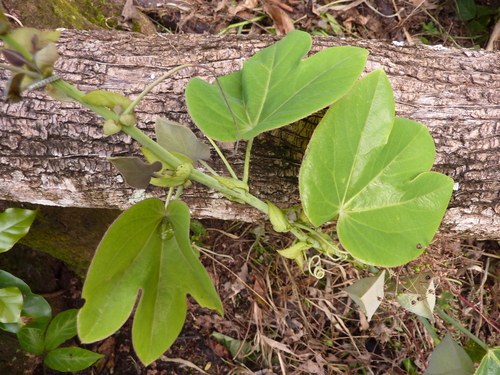 Passiflora triloba — photo