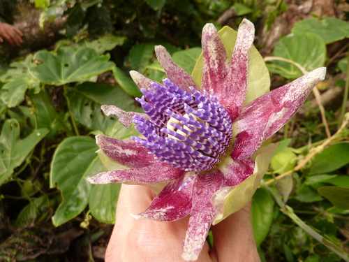 Passiflora triloba