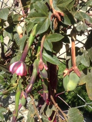 Passiflora tripartita var. azuayensis