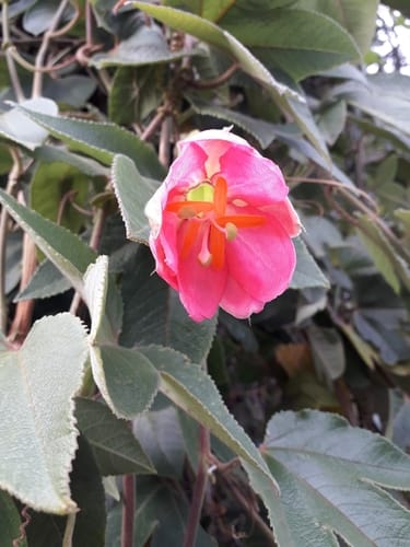 Passiflora tripartita var. azuayensis (Mango passionfruit) — photo
