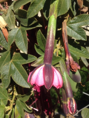 Passiflora tripartita var. azuayensis (Mango passionfruit) — photo