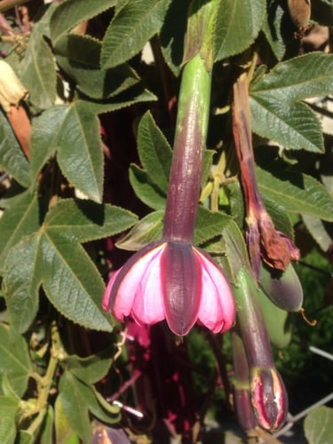 Passiflora tripartita (Tasco) — photo