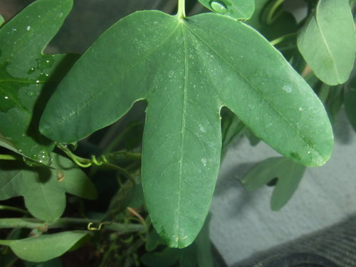 Passiflora umbilicata — photo