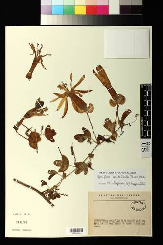 Passiflora umbilicata — photo