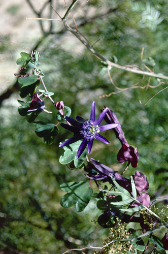 Passiflora umbilicata